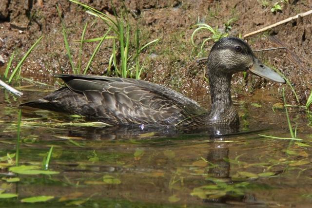 Canard noir