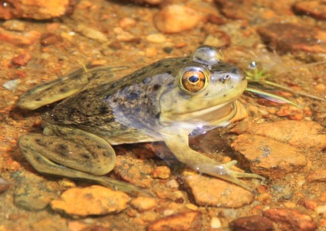 Grenouille verte