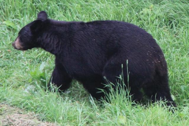 Ours