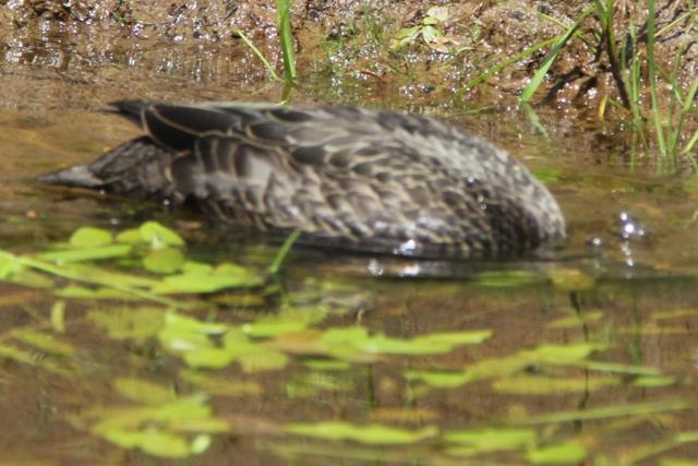 Canard noir
