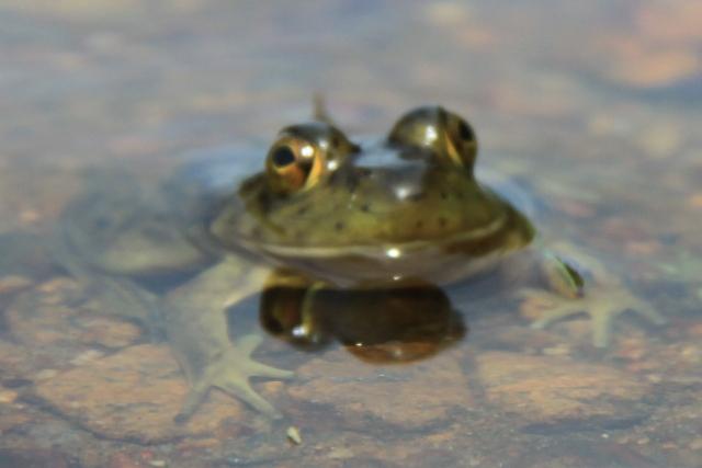 Grenouille verte
