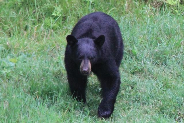 Rencontre ours brun