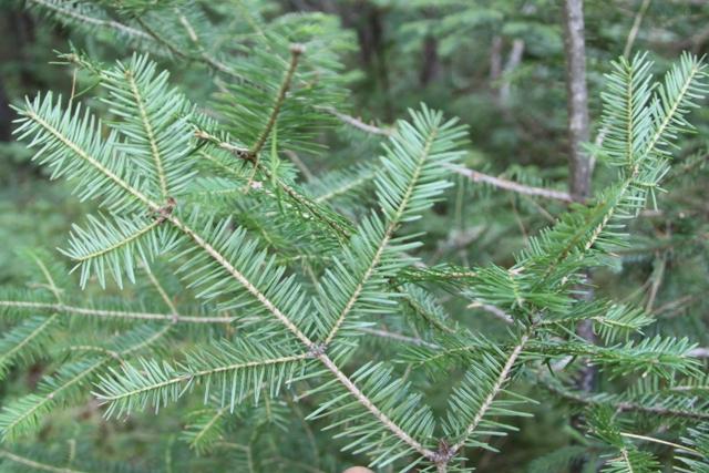 Sapin Canada les parcs Qu  bec
