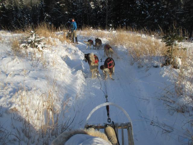Le traineau à chiens