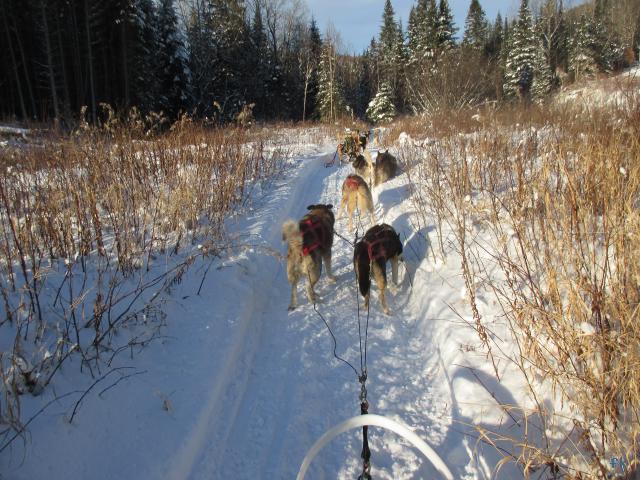 Le traineau à chiens