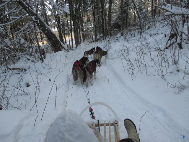 Le traineau à chiens