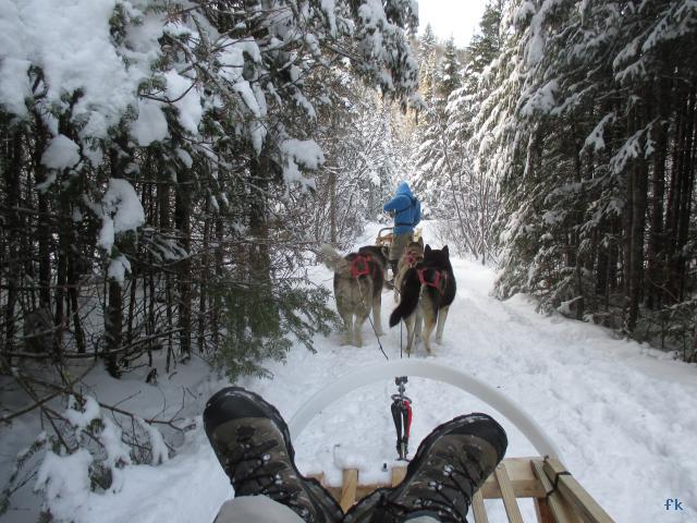 Le traineau à chiens