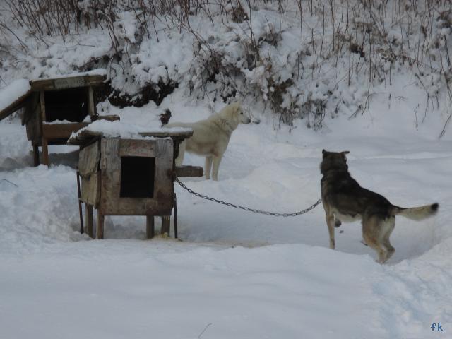 Le traineau à chiens