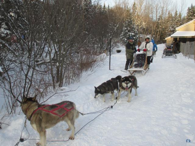 Le traineau à chiens
