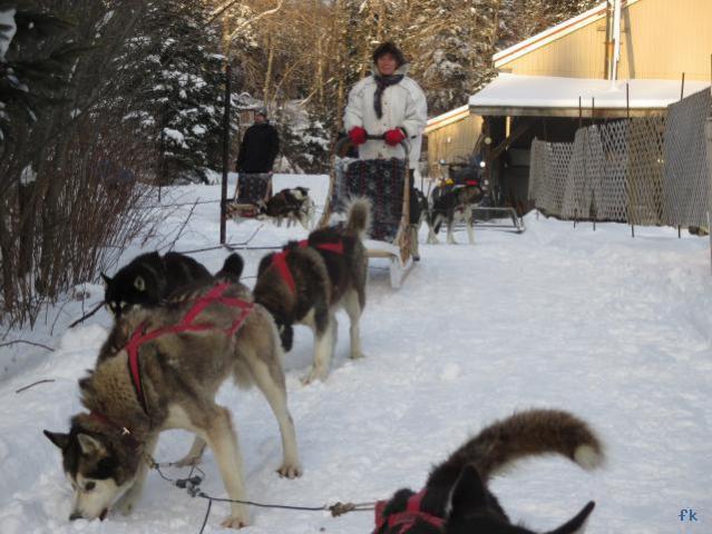 Le traineau à chiens