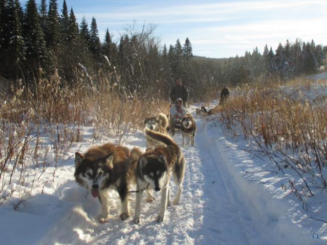 Le traineau à chiens